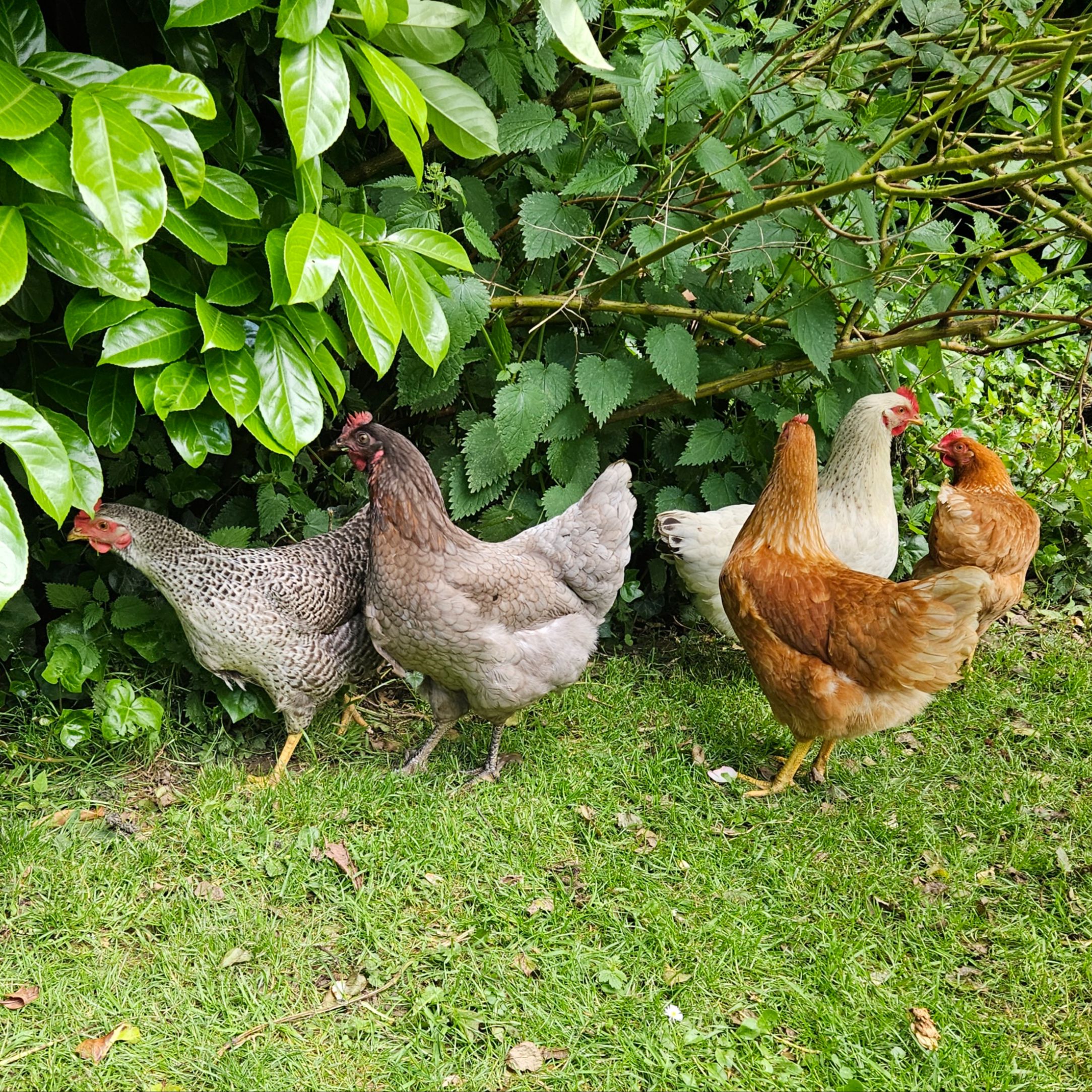 Poules
