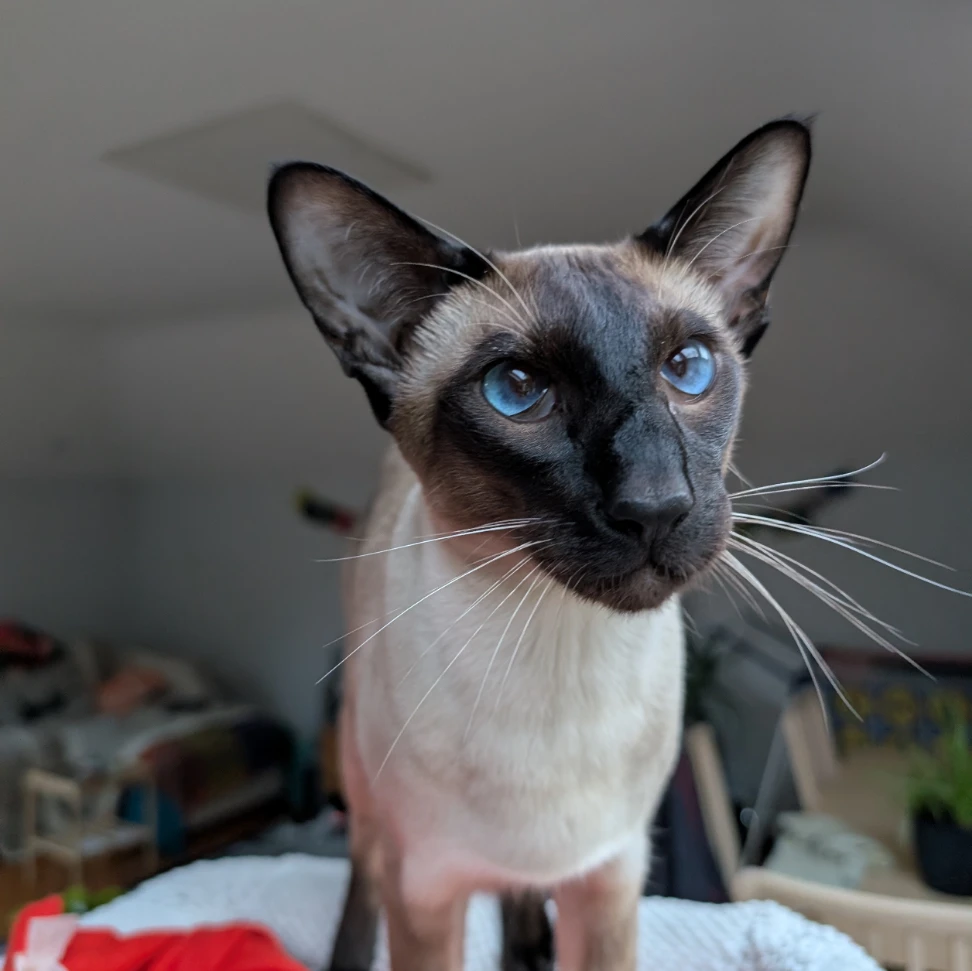 Paulie