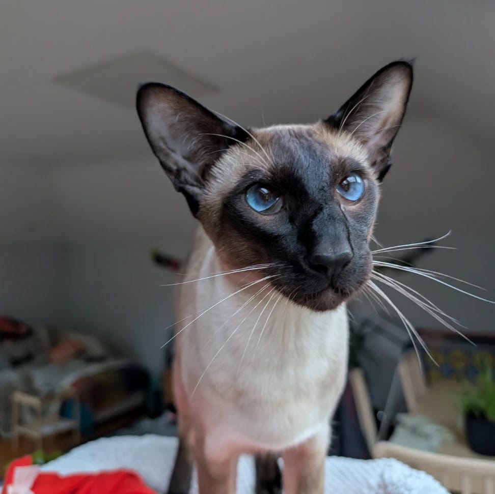 Paulie