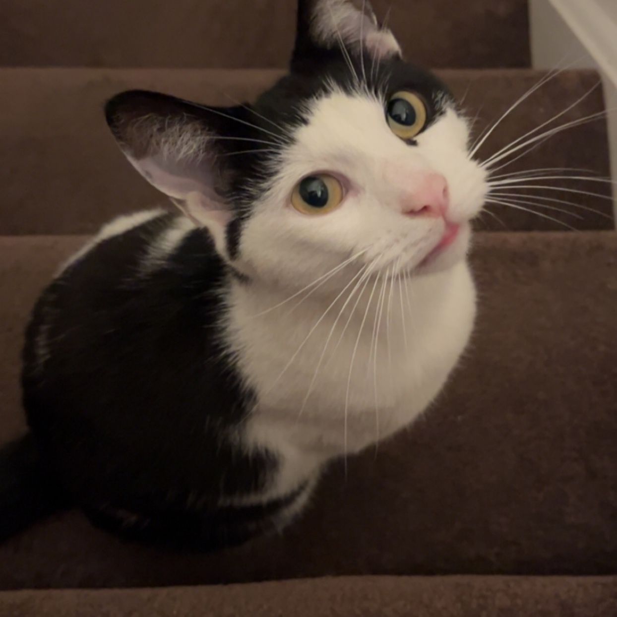 Theodore