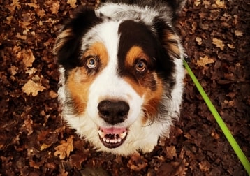 Jack