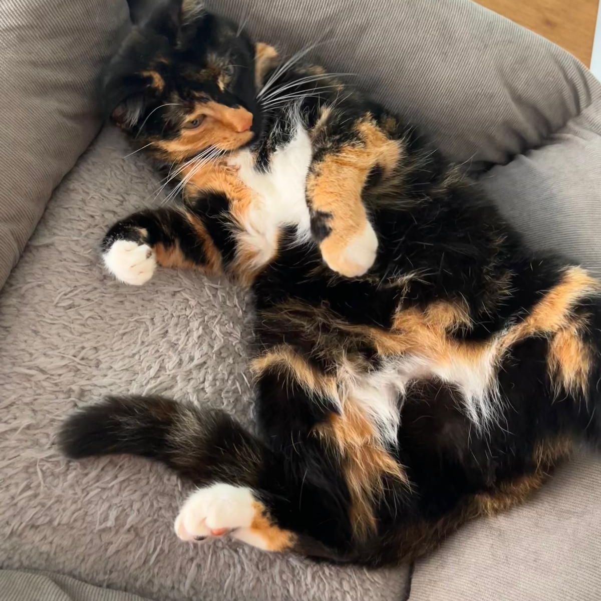 Poes