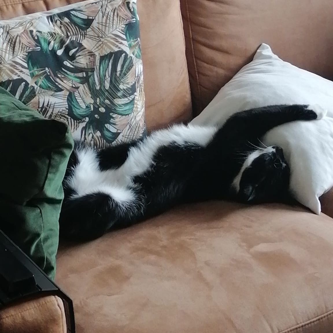 Bonia
