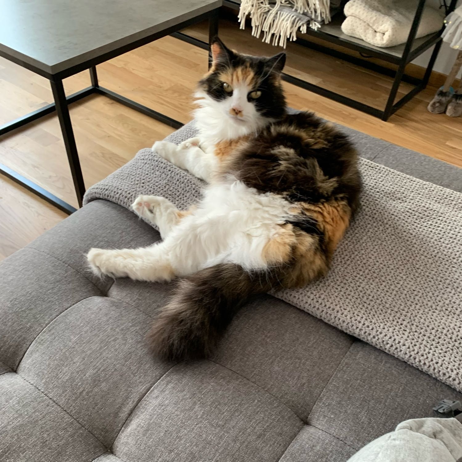 Princess Twizzles (Sessan)