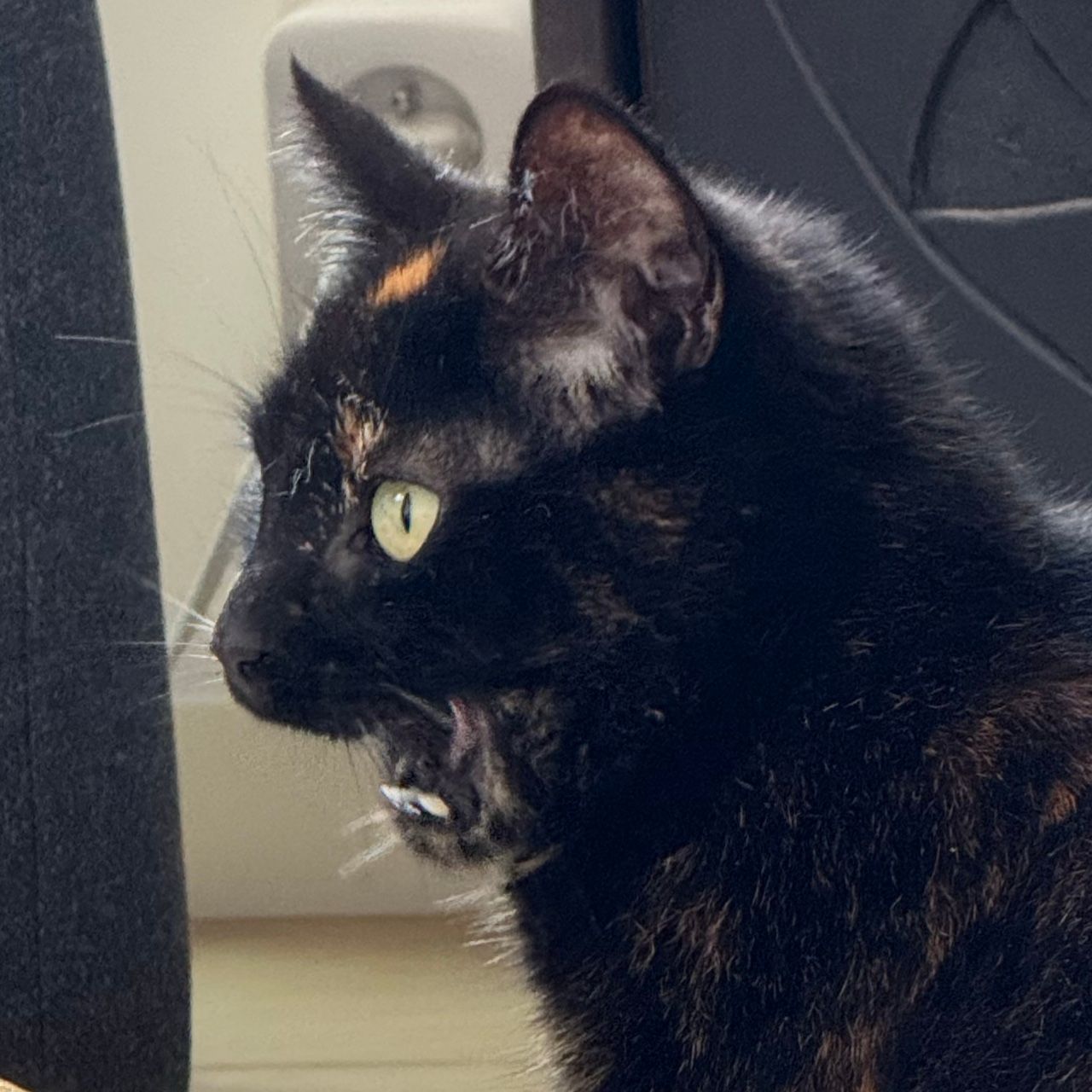 Simba