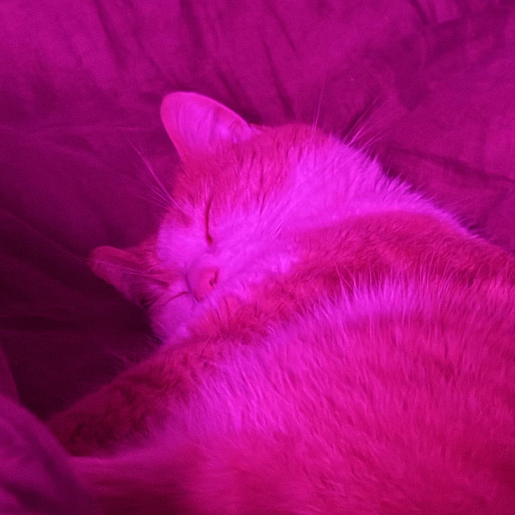 Doudou