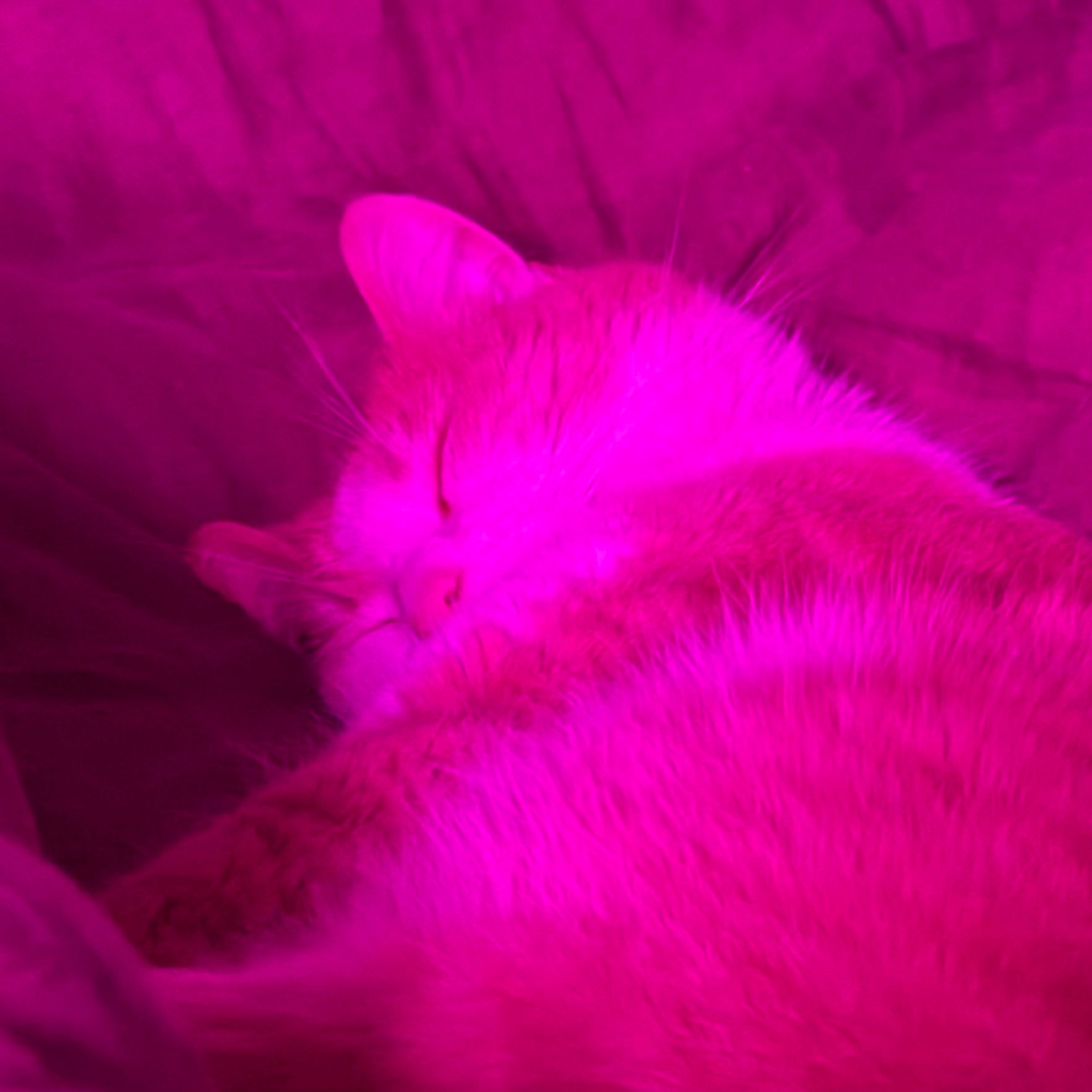 Doudou