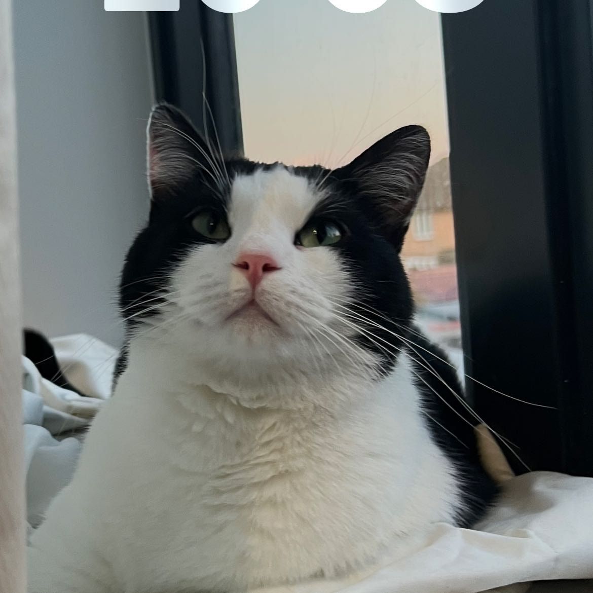 Deedee