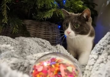 Confetti