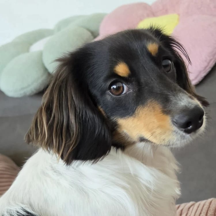 Loki