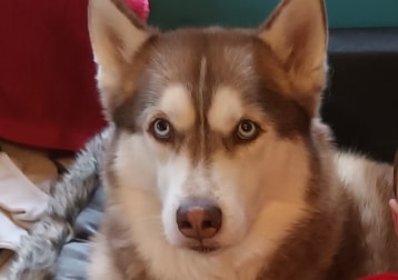 Snoop