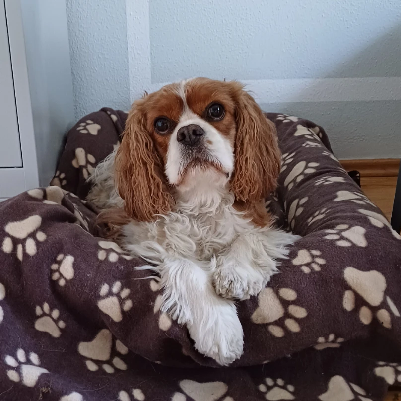 Bela