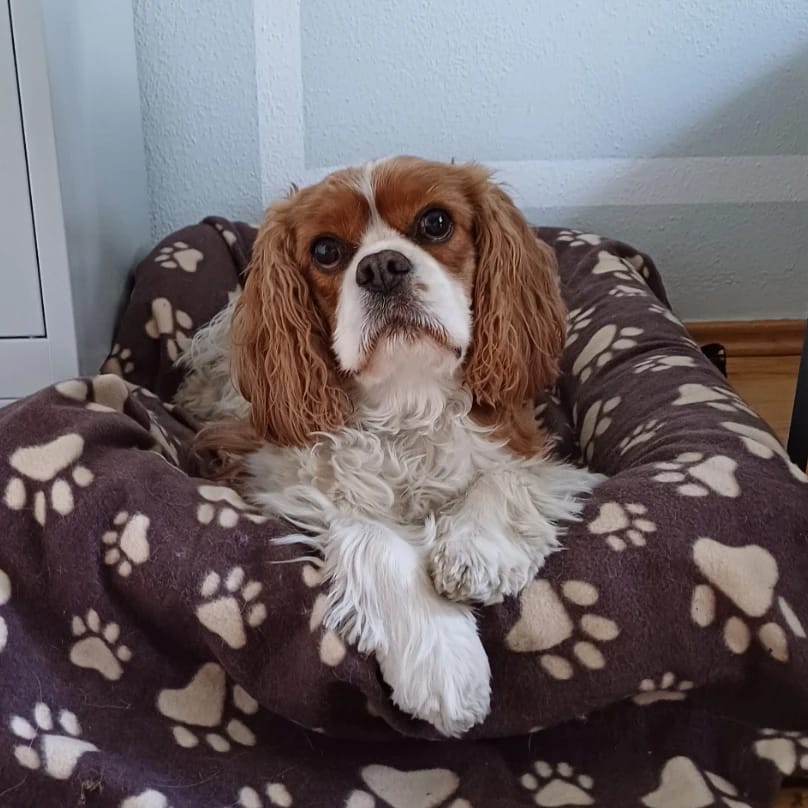 Bela