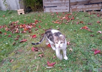 Pixel