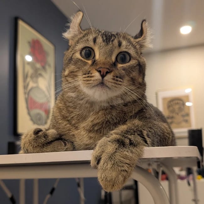 Gus