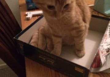 Ollie