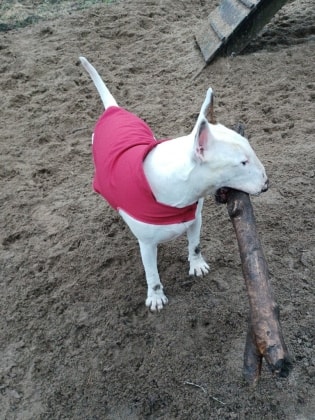 image-6