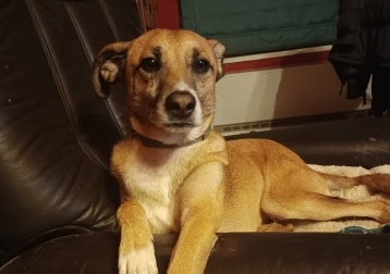 Tiko