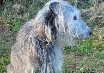 Alfie