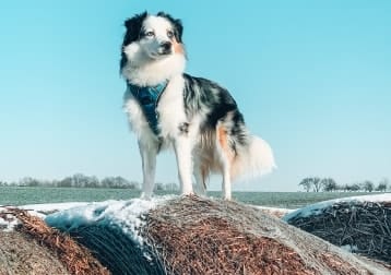 Sammy