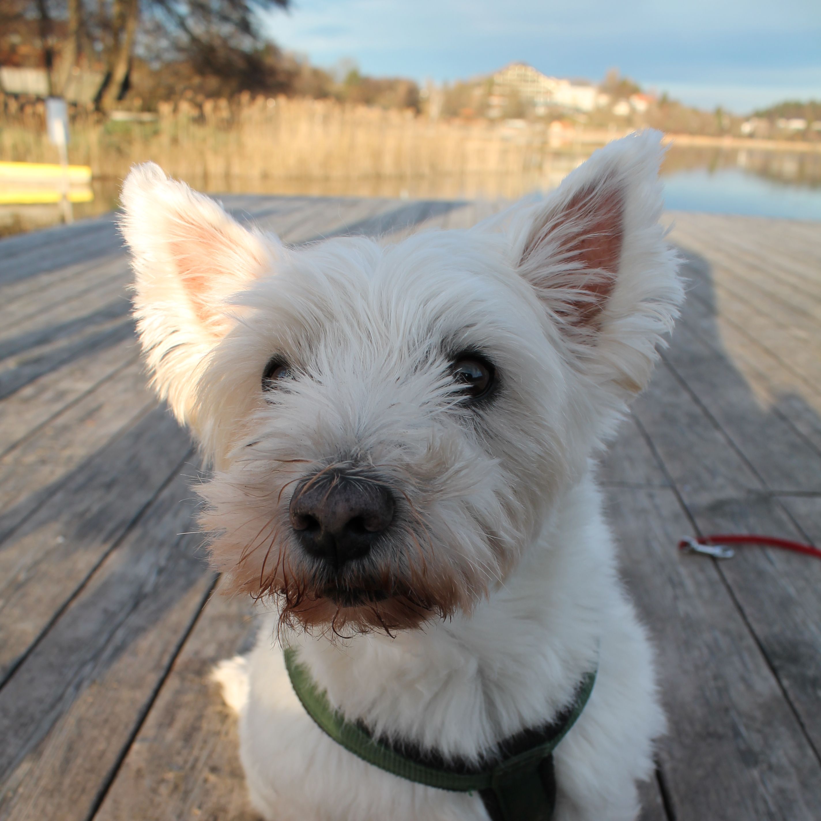 Idefix