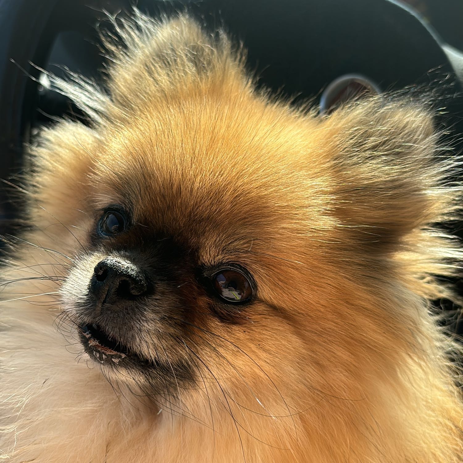 Nala 