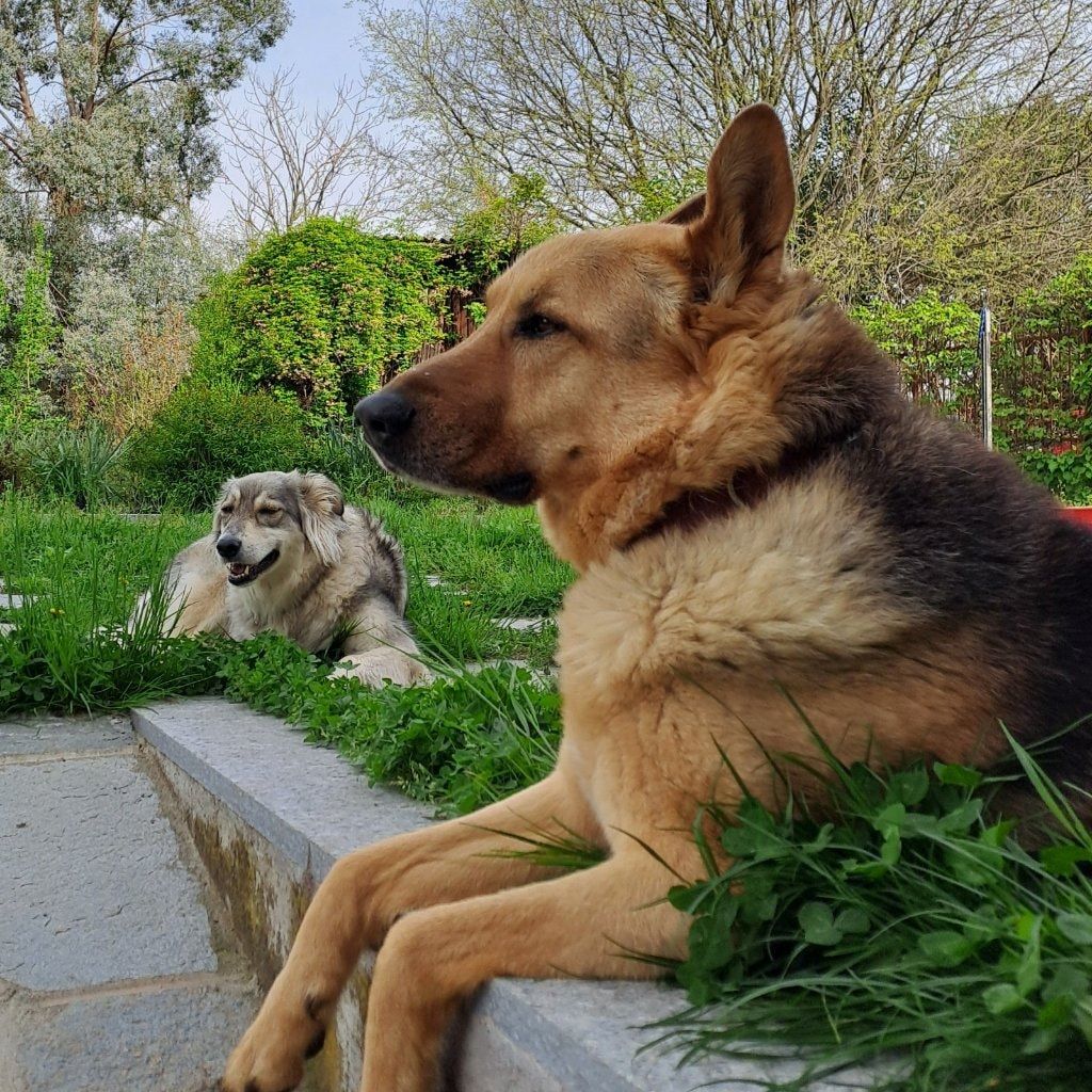 argo