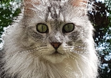 Pj