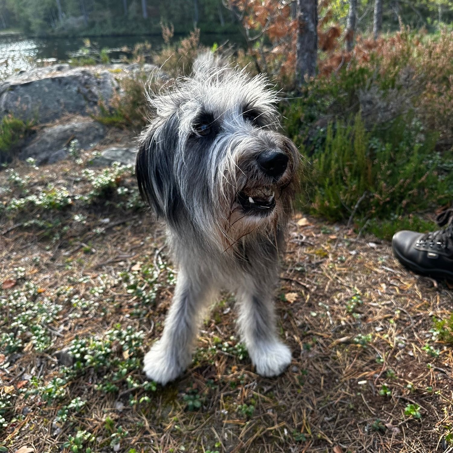 Lasse