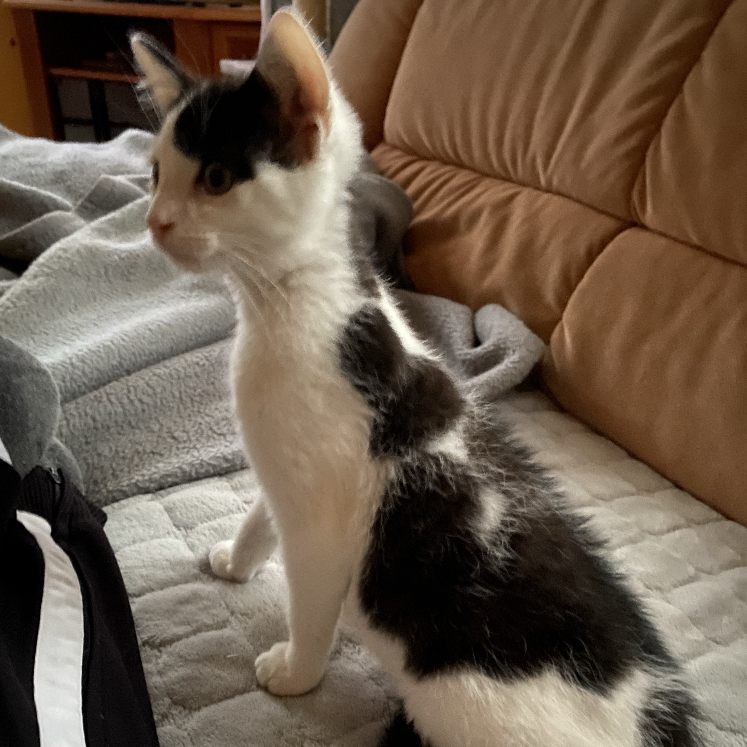 Kasimir