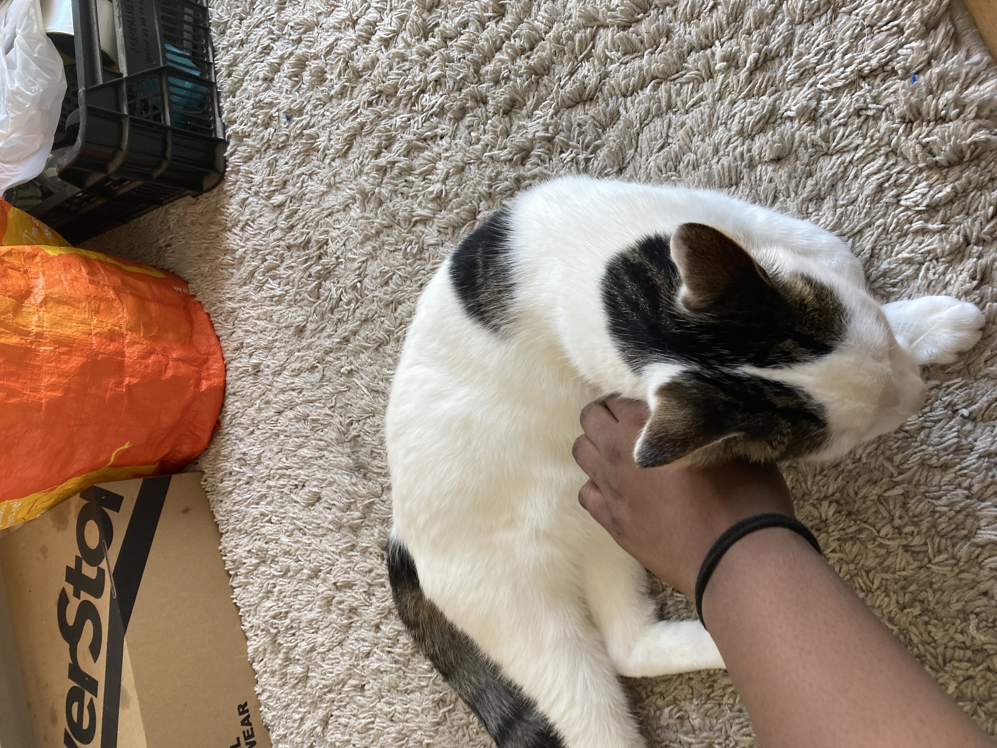 image-7