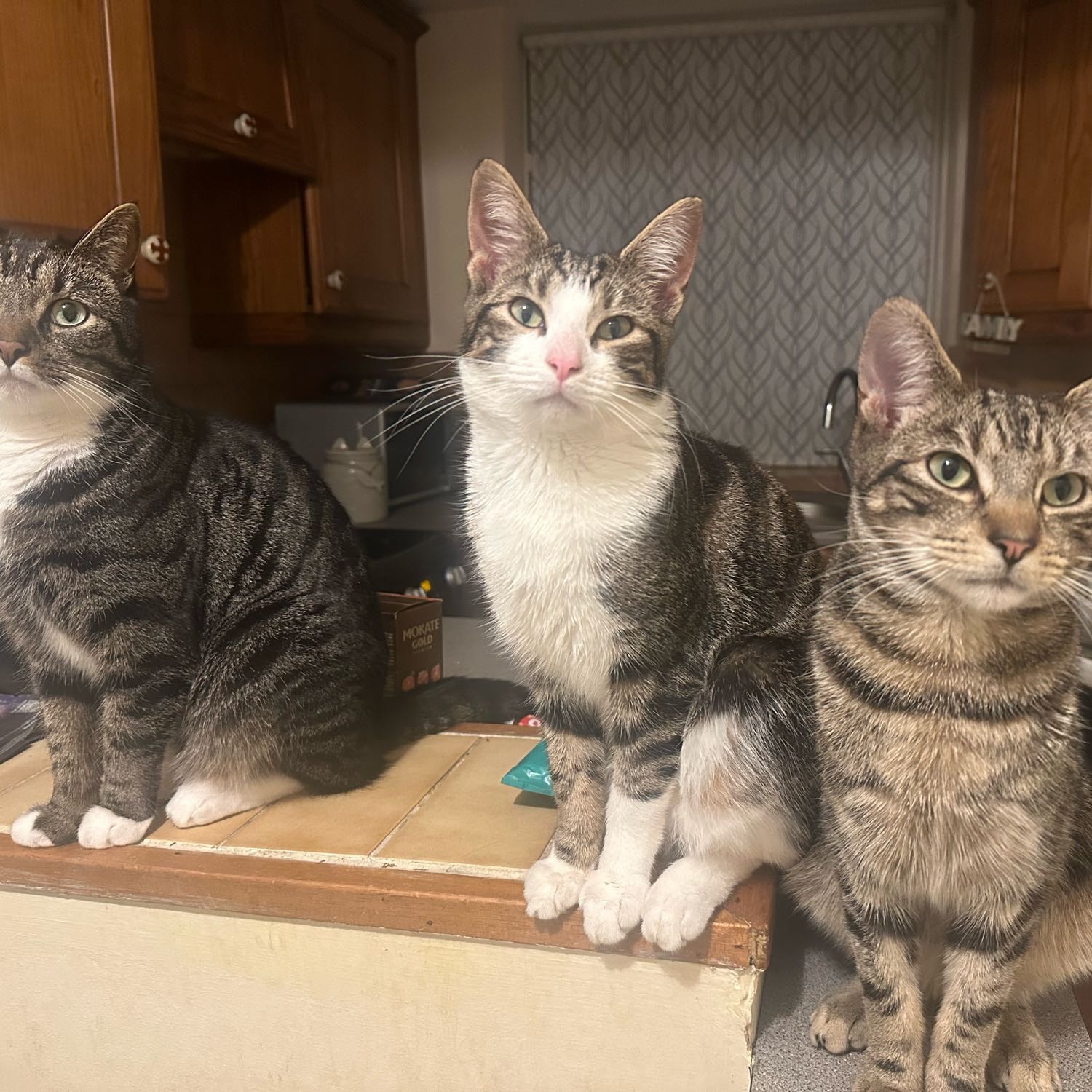 Ozzy Diego and Leo 