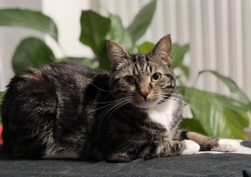 Max