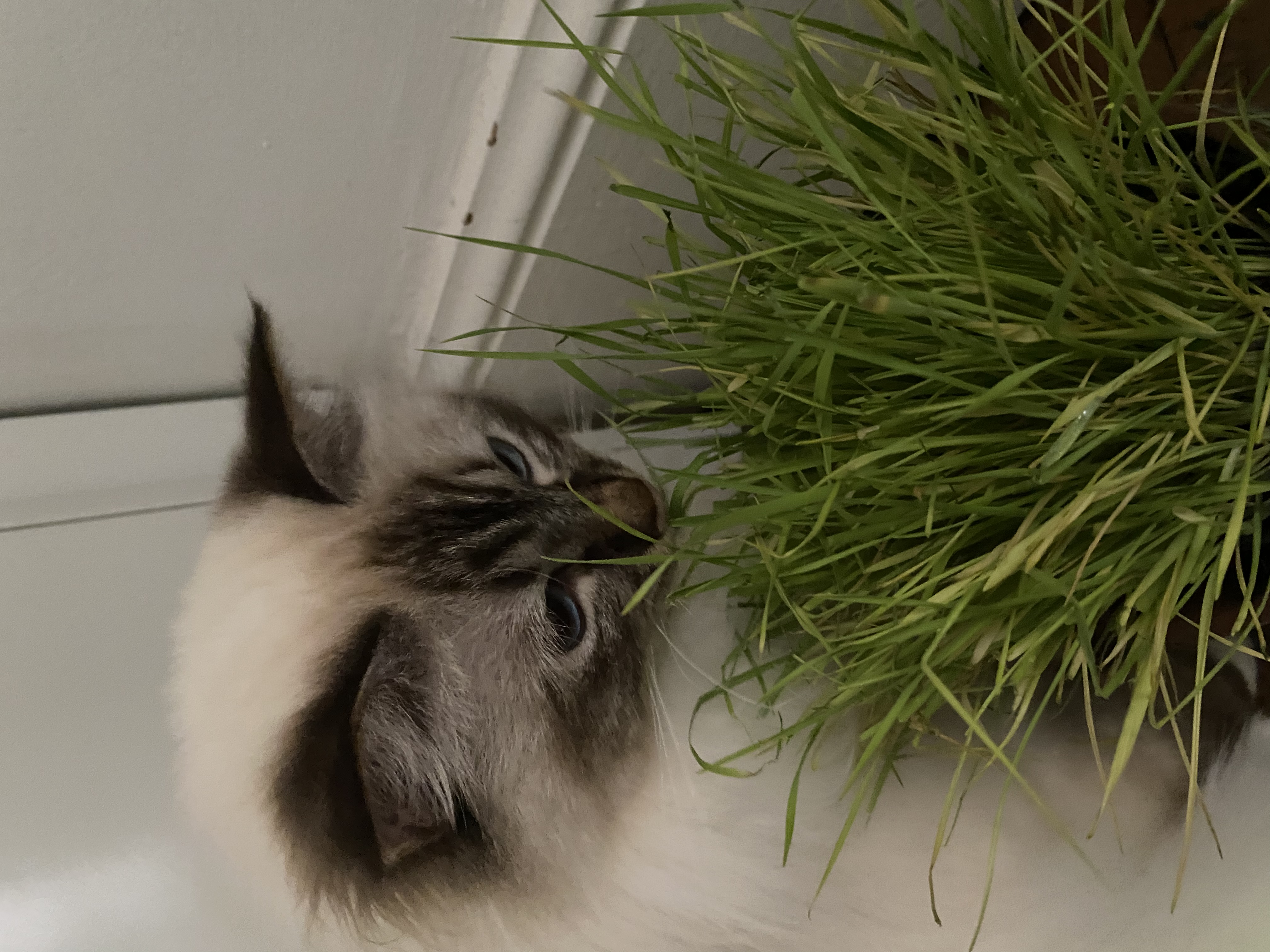 image-7
