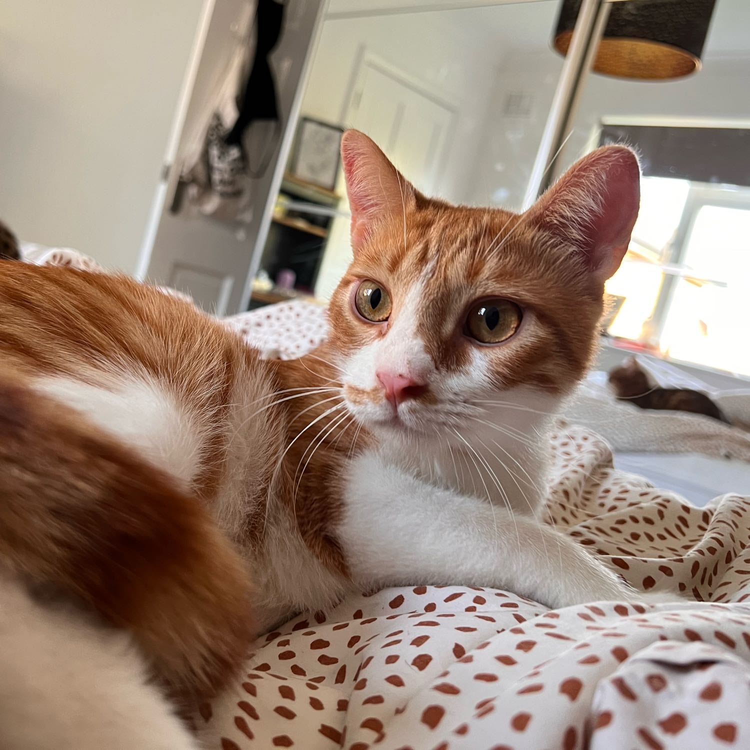 Leon McLovin (aka Mr. Wobbles)