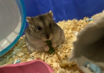 Gaston (Hamster)