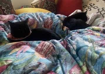 Emma Goldman And Rosa Luxembourg