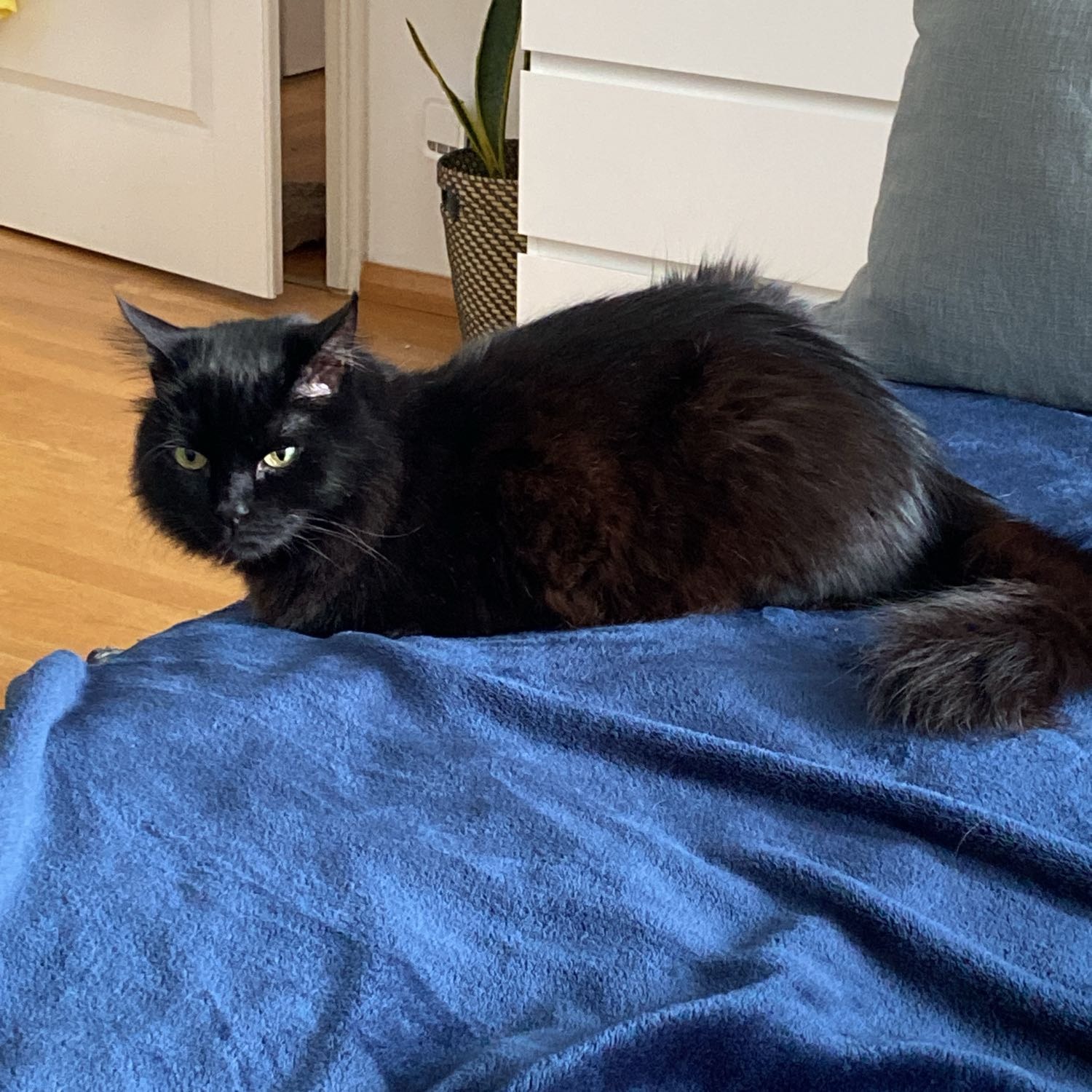 Leo