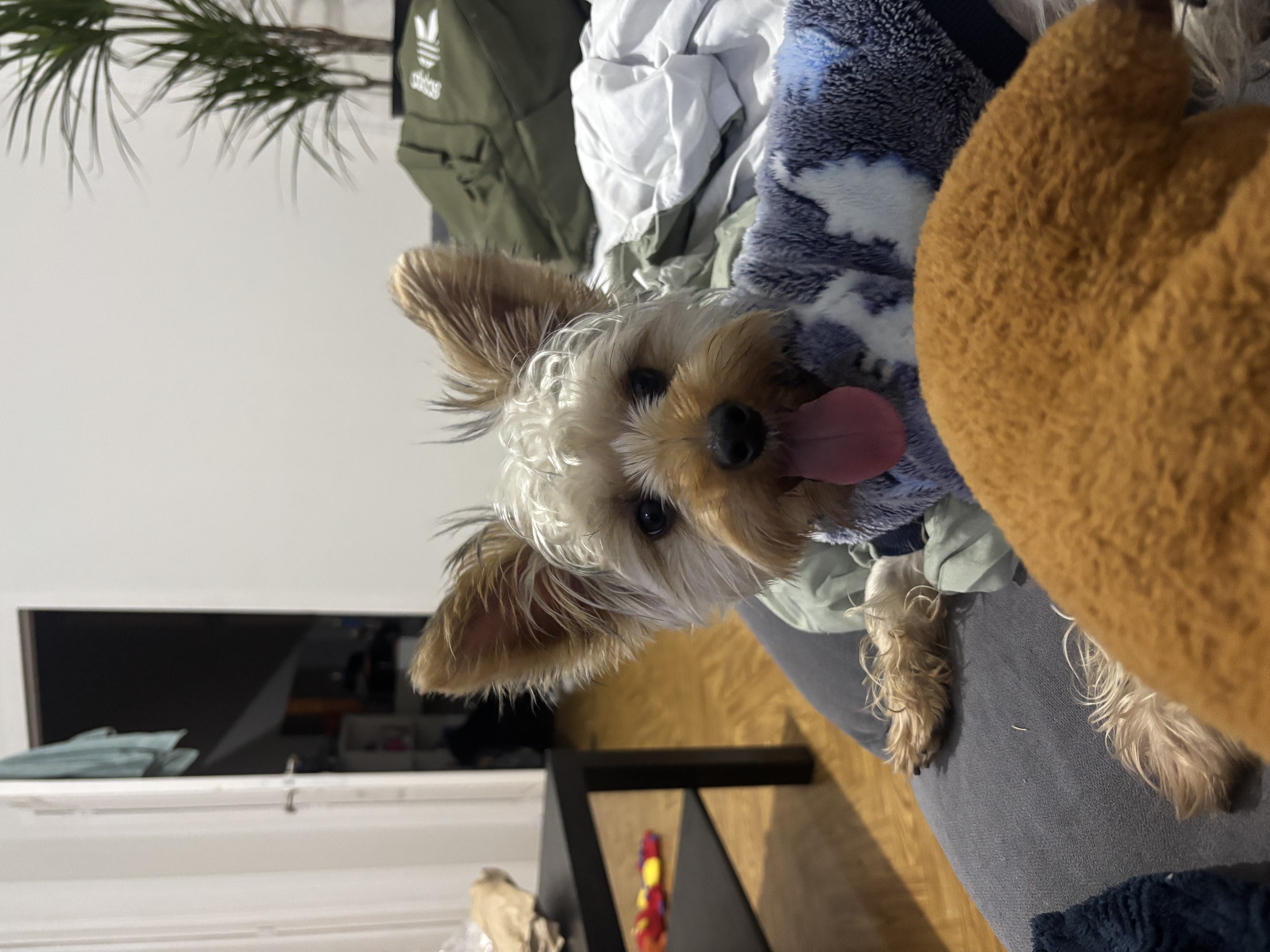 image-7