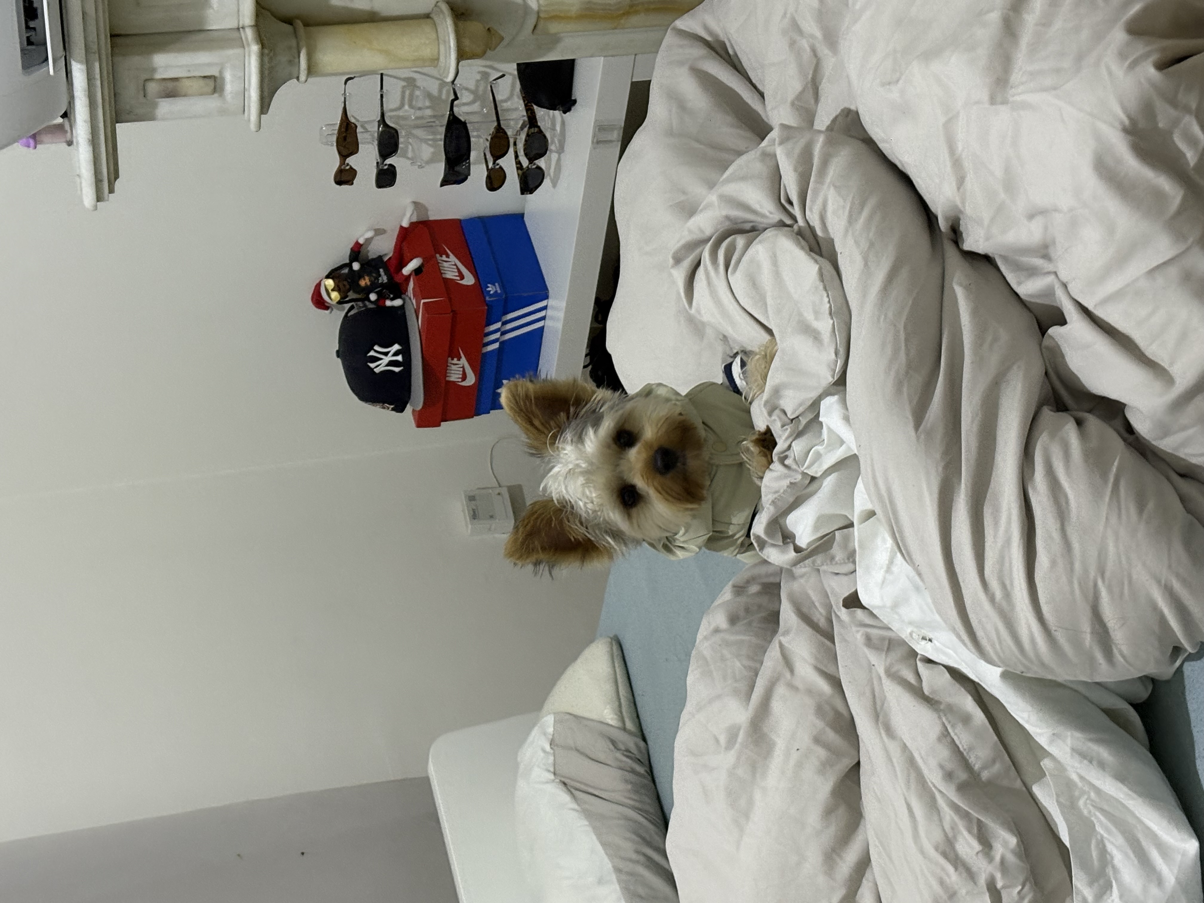 image-8