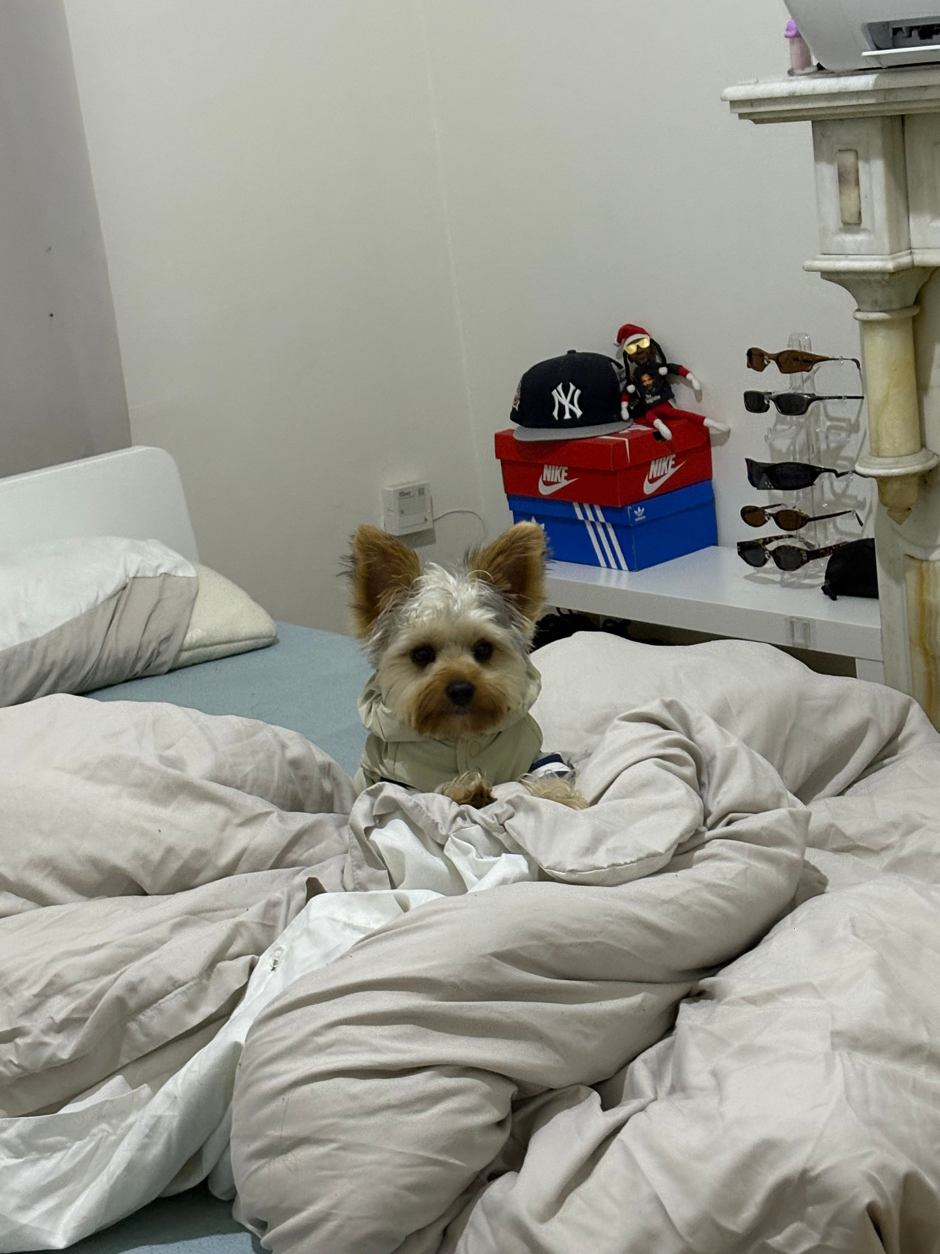 image-8