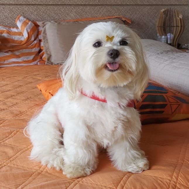 Maltese