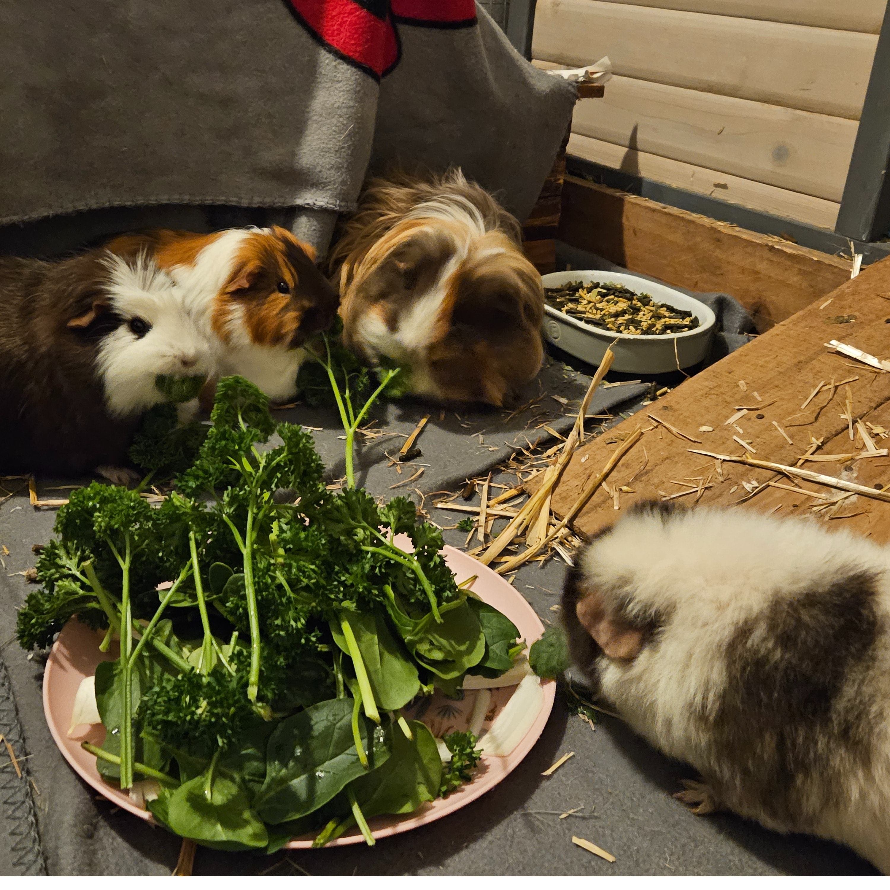 Oreo, Milky, Snickers, Ferrero, Twinkie & Pumpkin