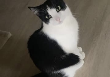 Biso