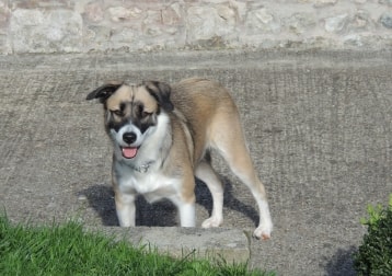 Maila