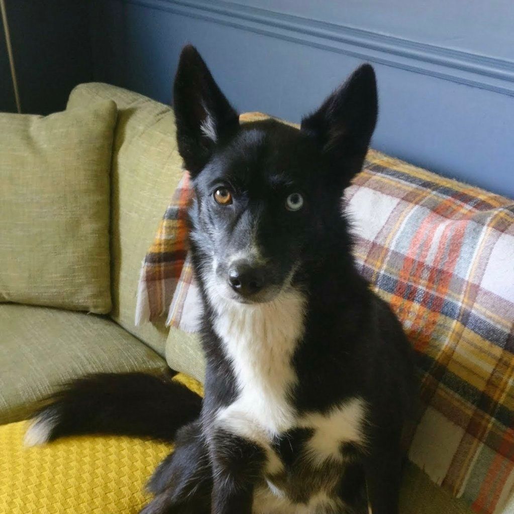 Bowie
