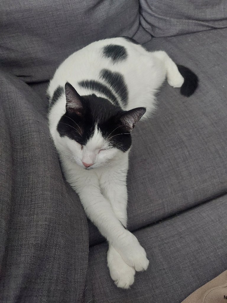 Mini Moo