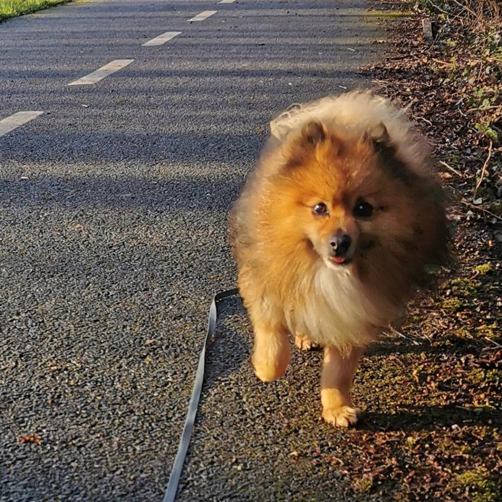 Oscar