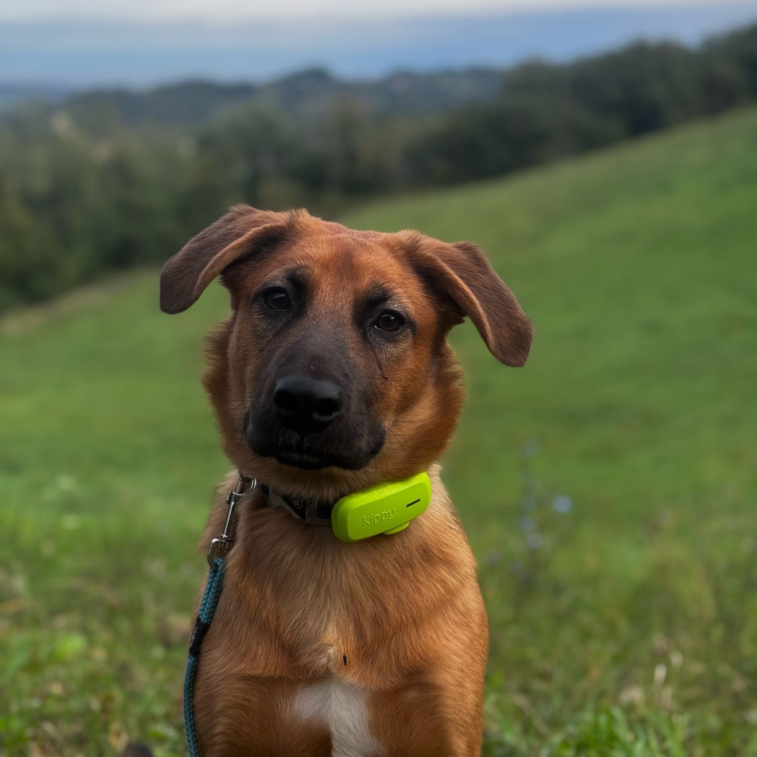 Ringo