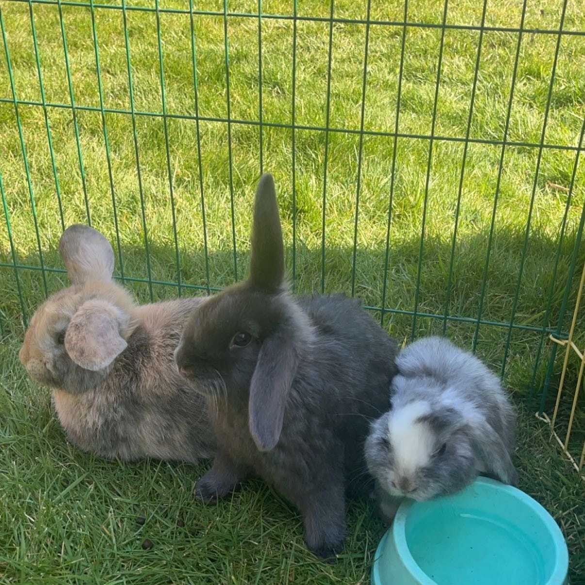 Dotje, Dopje, Droepie, Dribbel